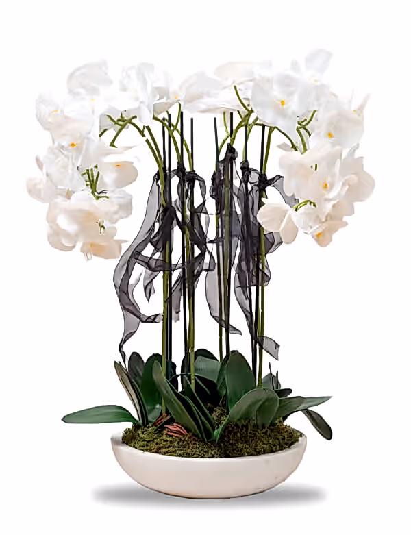 Large Orchid arrangement in a bowl